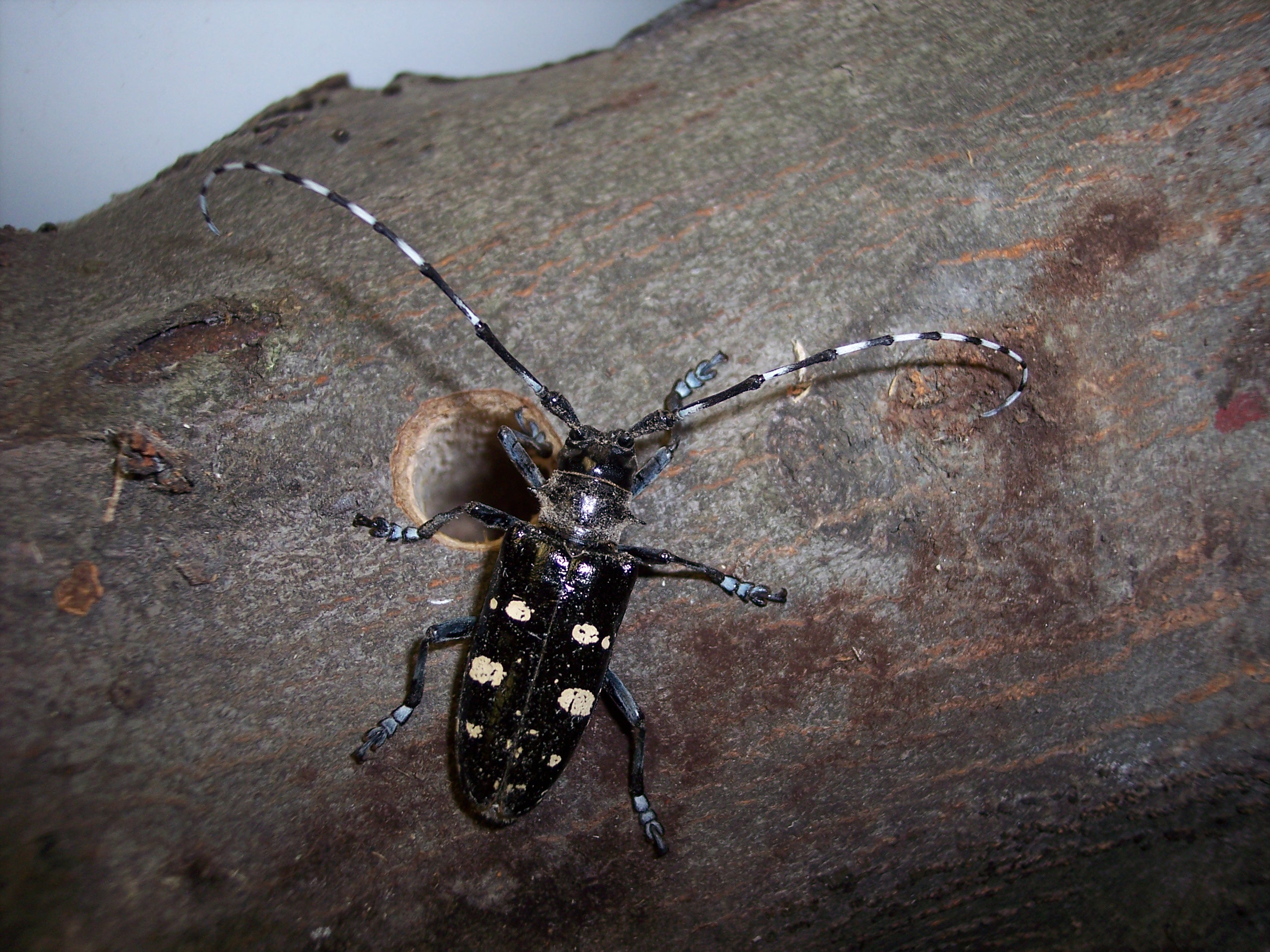 Adult Asian longhorned beetle on a tree branch next to a dime-sized exit hole