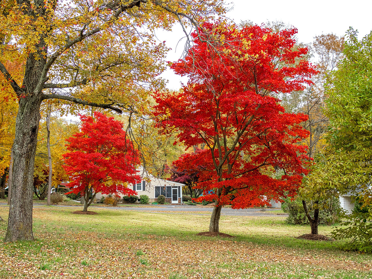 maple trees in a backyard in the fall with red and orange leaves