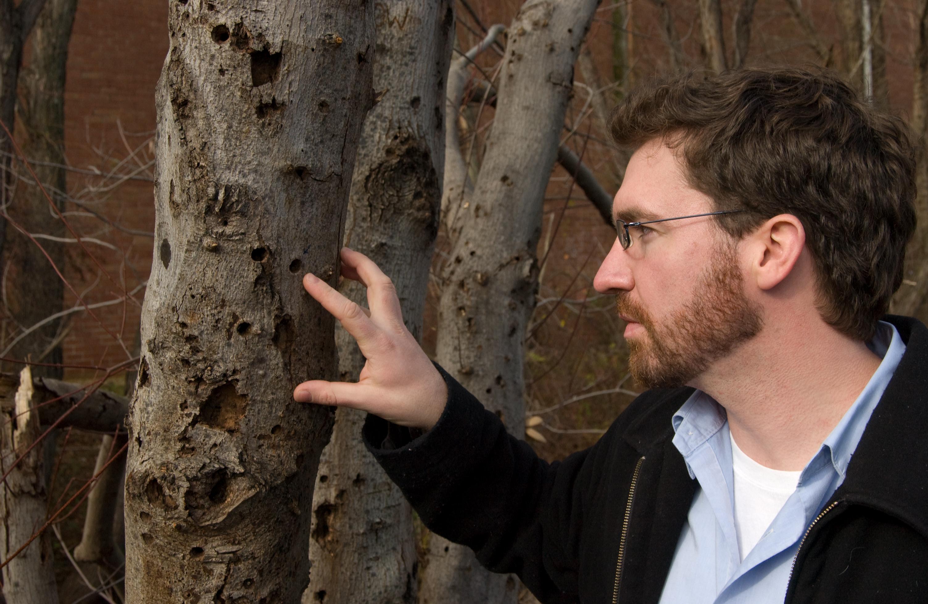 U.S. Forest Service employee pointing to an Asian longhorned beetle (ALB) exit hole on an infested tree
