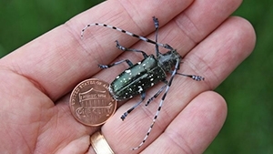 closeup image of an asian longhorned beetle sitting on a person's hand