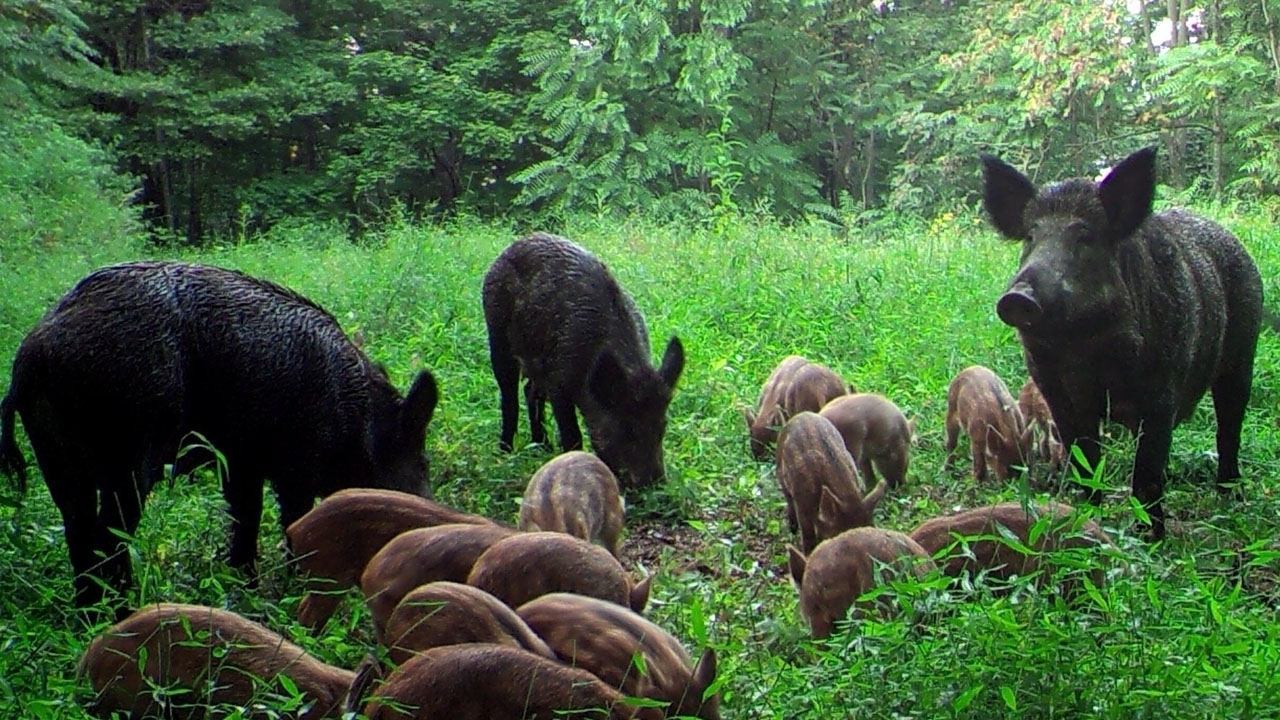 Feral swine in forest