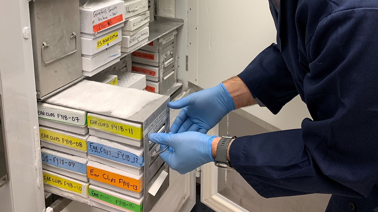 Person wearing blue gloves pulling out a drawer labeled Genetics Archive