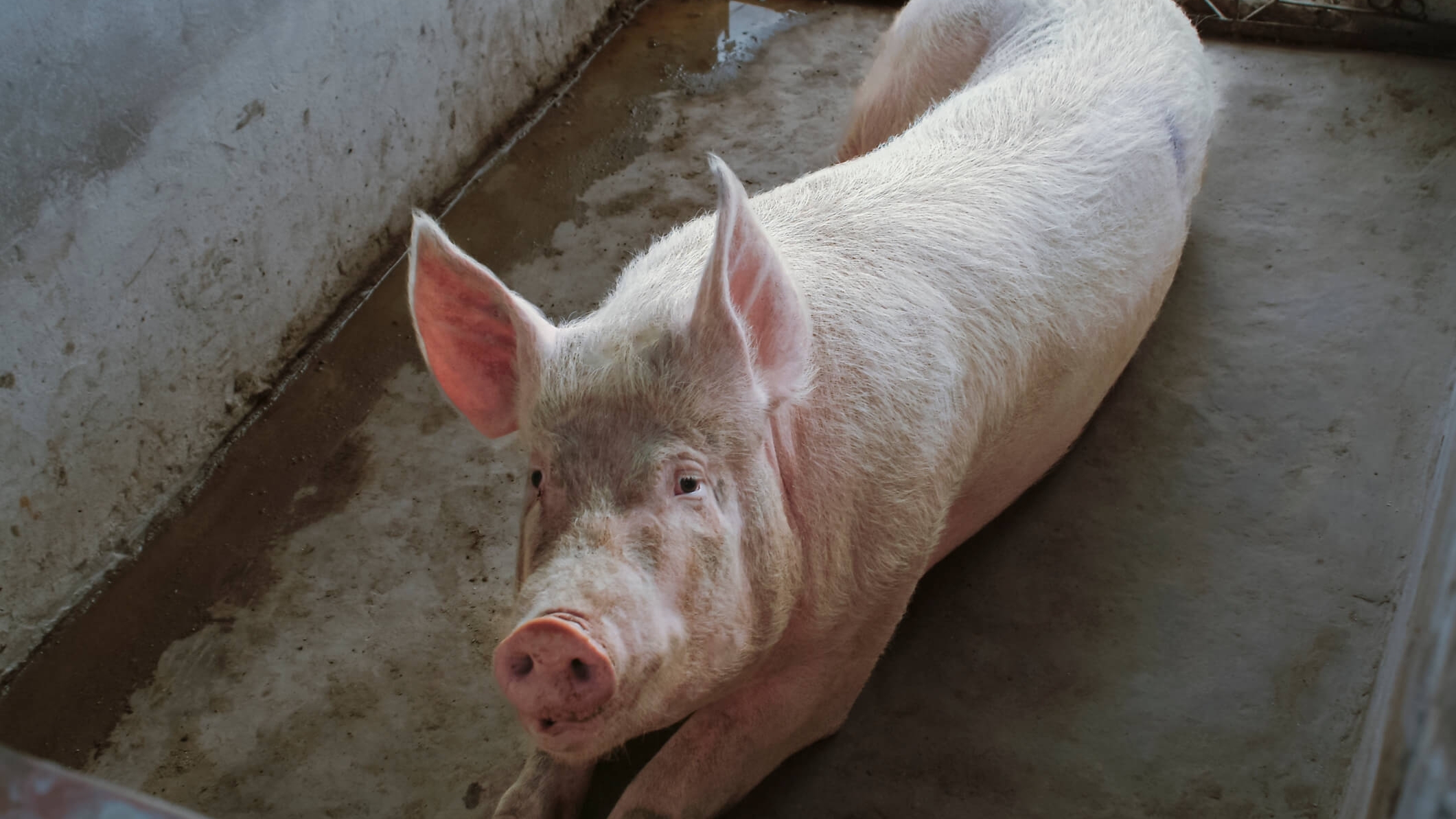 single pig laying in barn