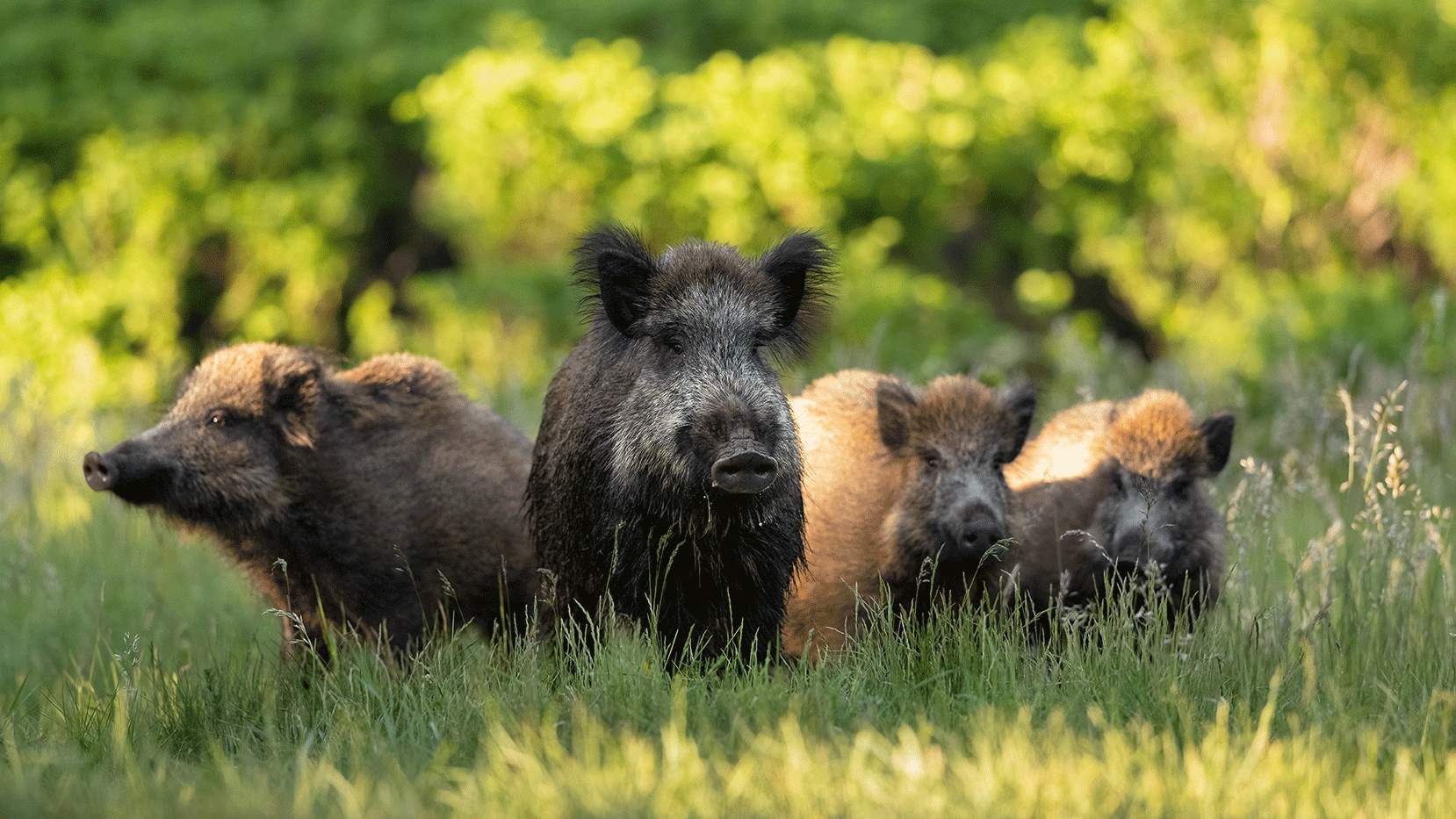 feral swine herd