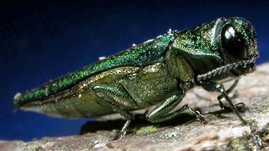 Emerald Ash Borer Beetle