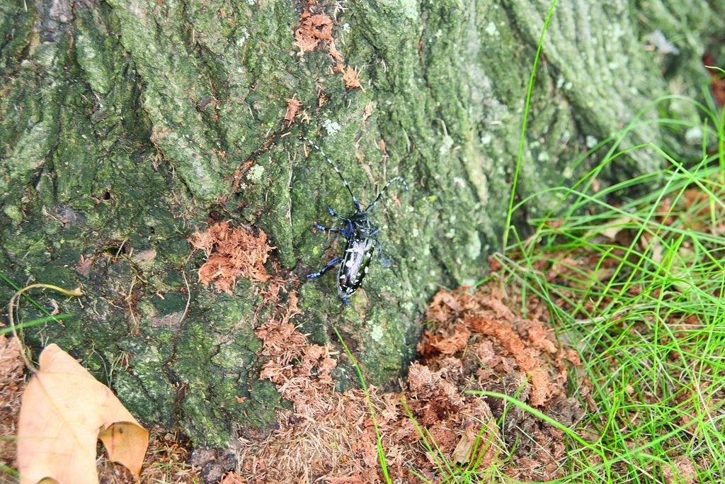 Adult asian longhorned beetle crawling at bottom of a tree trunk above frass (sawdust-like material) at base of tree