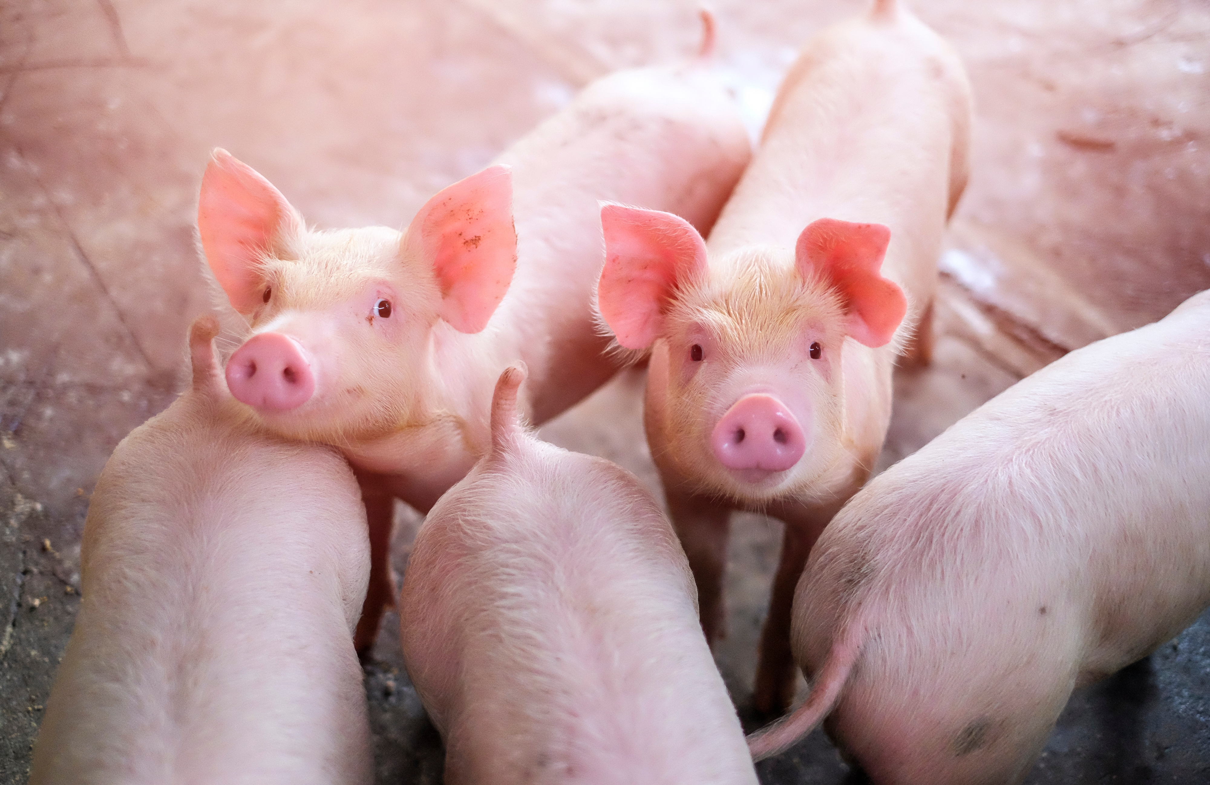 healthy pigs