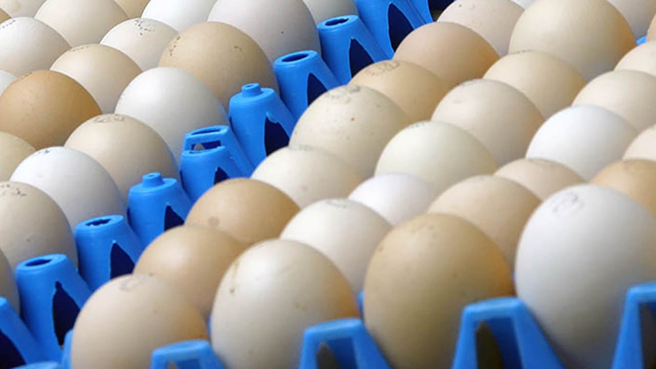 eggs.jpg eggs in cartons