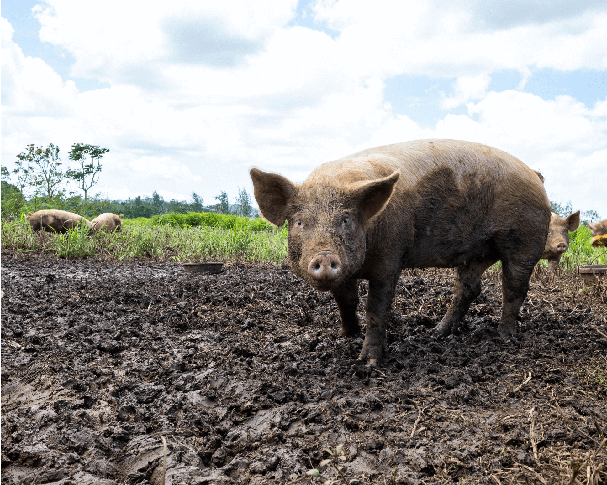 Pig in mud