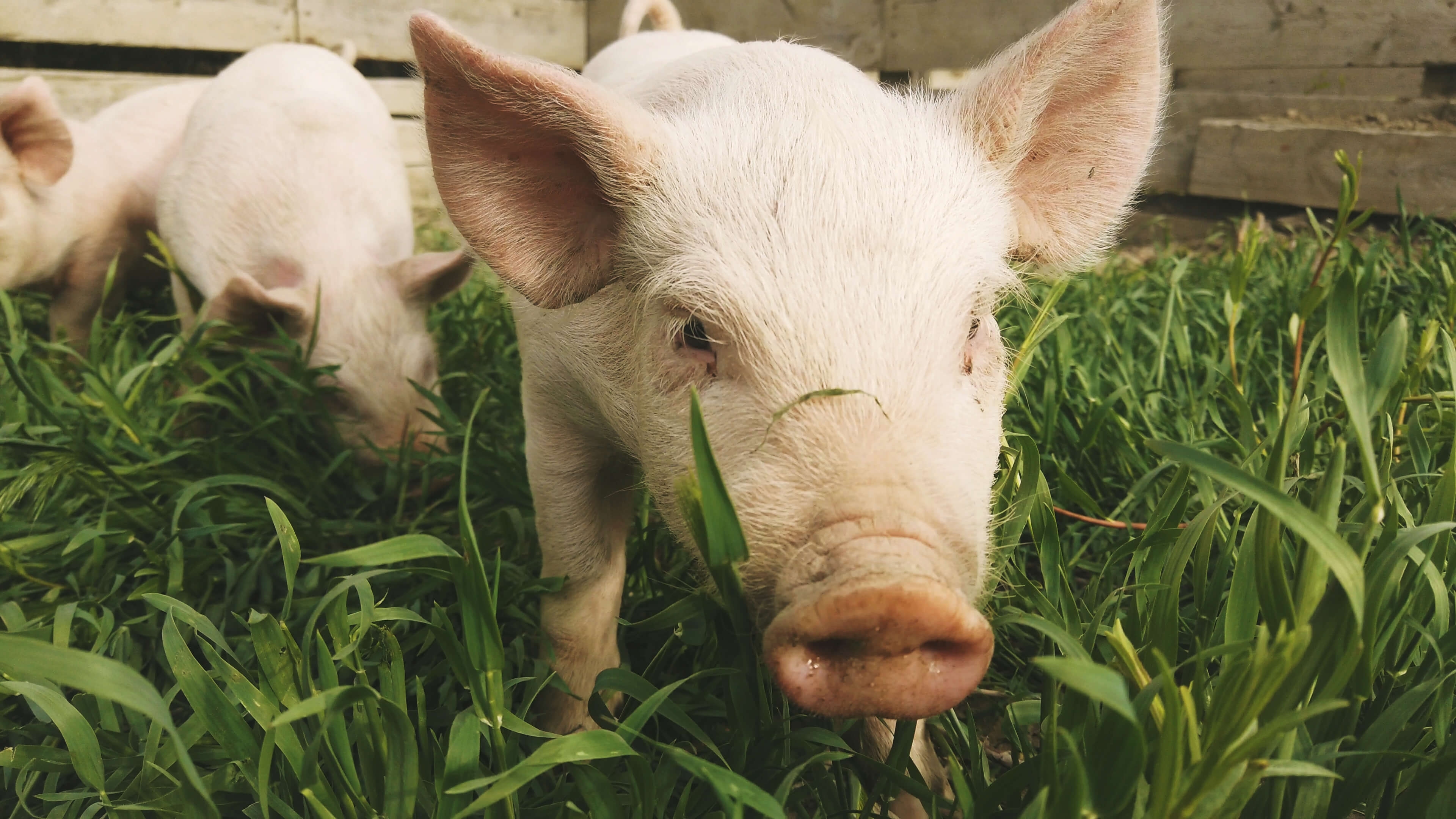 close up profile of a pig