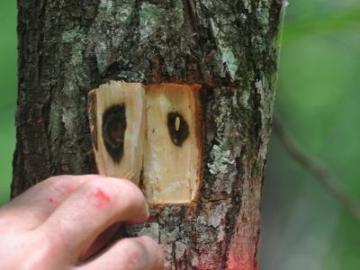 asian longhorned beetle egg in cutout area of bark on a tree trunk