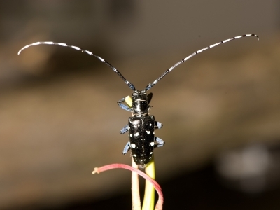 closeup of asian longhorned beetle sitting on the tip of a plant stem; beetle's back is facing camera to show full width of long antenna