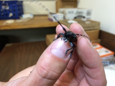 closeup image of a person's hand holding an asian longhorned beetle between thumb and forefingers; beetle is facing camera to show prominent mandibles
