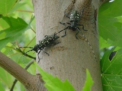 two asian longhorned beetles crawling on a tree trunk with green leaves in backround