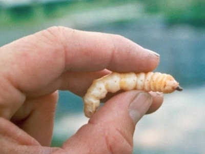 closeup image of a person's hand holding an asian longhorned beetle larva between their thumb and forefinger