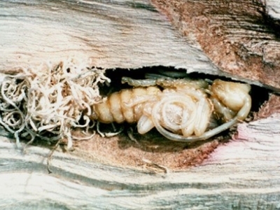 asian longhorned beetle pupa within a hole in wood; pupa is cream-colored and about 1 ½ inches long with curled antennae