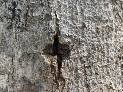 asian longhorned beetle egg site shows chewed wounds on the bark of a tree about the size of a quarter or smaller where an egg is laid