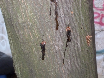 closeup image of sap weeping from asian longhorned beetle egg site wounds on the bark of a tree