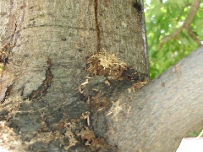 closeup image of frass (looks like sawdust) from Asian longhorned beetle damage on a tree trunk and branch