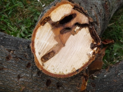 closeup image of bottom of a cut tree trunk showing tunneling damage from Asian longhorned beetle
