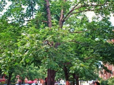 group of people looking up at a tree showing dieback, damage caused by Asian longhorned beetle infestation